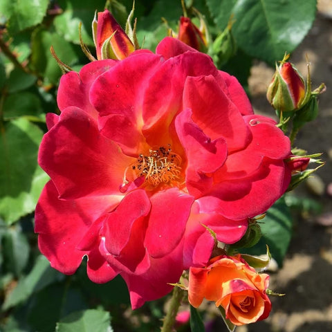 Joseph's Coat rose bloom in bright red with ruffled petals and buds