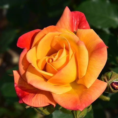 Joseph's Coat rose bloom with orange, red, and yellow layered petals