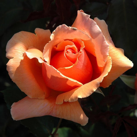 Peach orange double rose flower with ruffled petals and textured golden center.