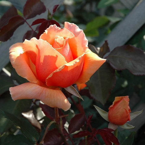 Peach orange rose bloom on dark green leaves, shown at an angle.