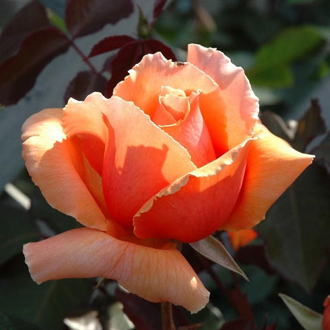 Orange and pink double rose flower with ruffled petal edges and center.