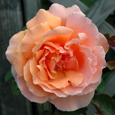 Orange and pink double rose bloom with layered petals and visible center.