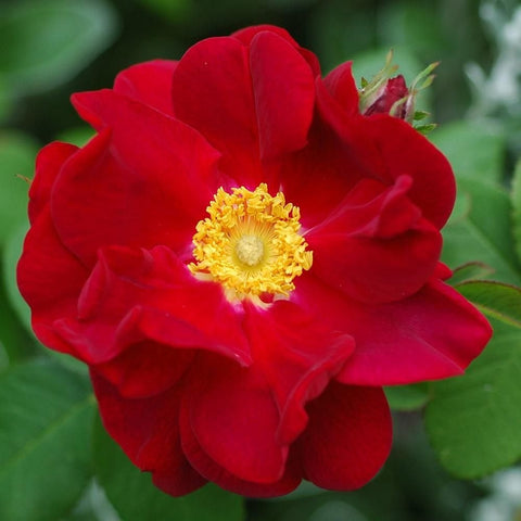 Red rose flower with yellow stamens and layered petals