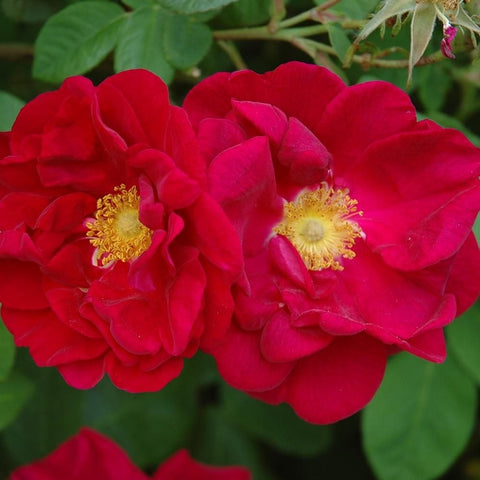Cluster of red double rose blooms with yellow centers