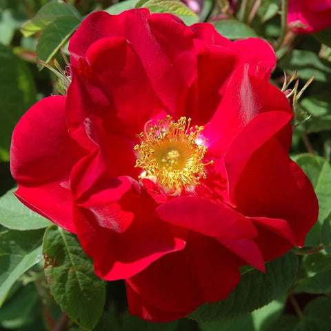 Bright red double rose bloom with yellow stamens