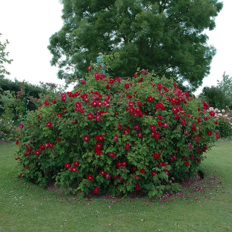 Red-flowering rose shrub covered in double blooms