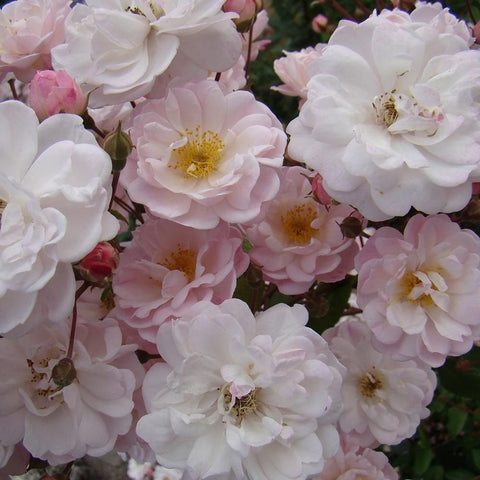 Pale pink double rose blooms with yellow centers and green buds