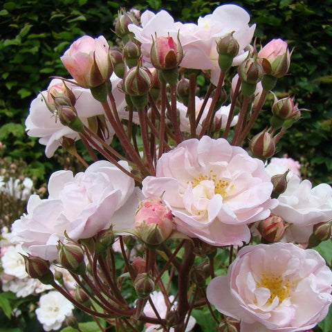 Rose plant with pale pink flowers, bud clusters, and upright stems
