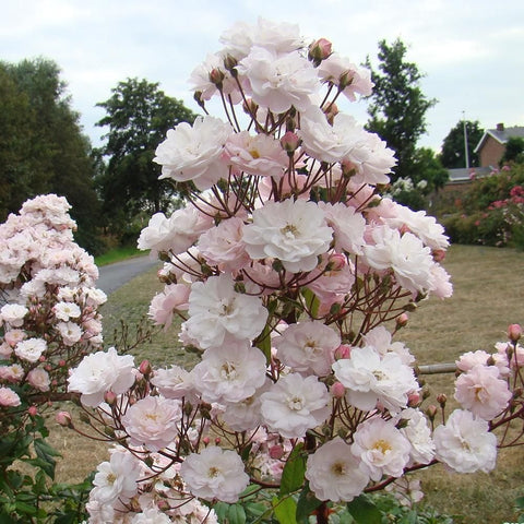White and pale pink double rose plant with many blossoms on branching stems