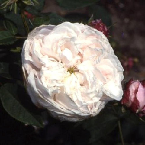 Bare-root rose plant with pale pink ruffled blooms and green leaves