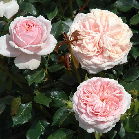 Joie De Vivre pale pink and cream rose cluster with layered petals and green leaves