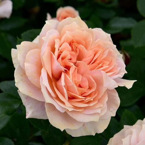 Peach and pale pink rose bloom with layered ruffled petals and green foliage