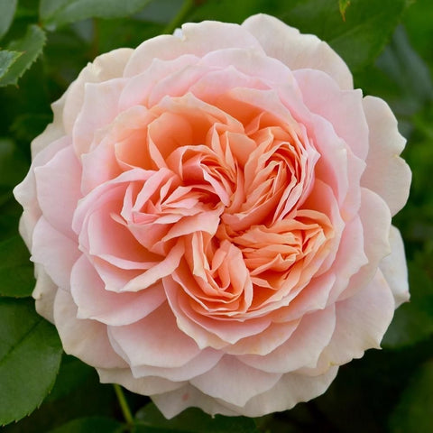 Light pink rose bloom with orange center and layered petals