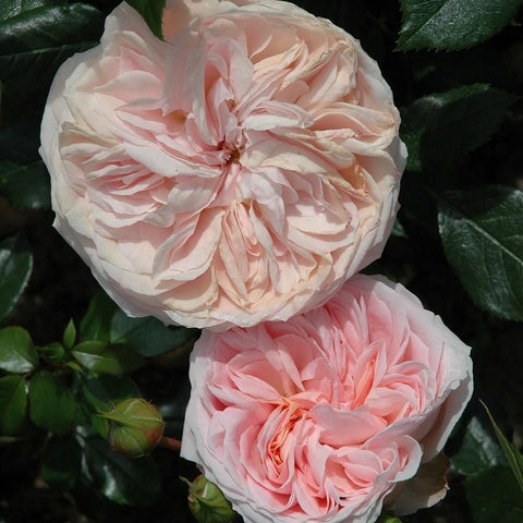 Cream and pink rose pair with layered petals and green foliage