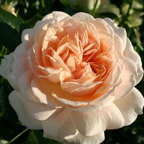 Cream rose bloom with apricot-orange center and layered petals