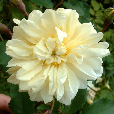 Bare-root rose plant with large pale yellow-cream double bloom and leaves