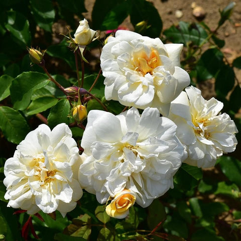 Bare-root rose plant with white double blooms, yellow centers, and buds on stems