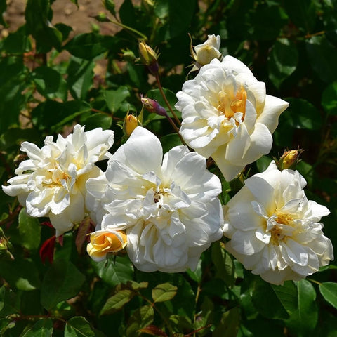 Bare-root rose plant with white double flowers, golden centers, and small buds on stems