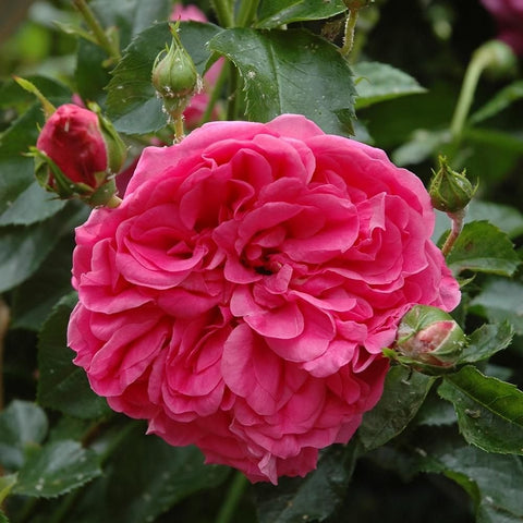 Pink double rose flower with surrounding buds and glossy green leaves