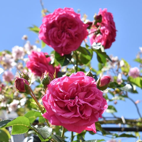 Pink rose blossoms on stems with unopened buds and green foliage
