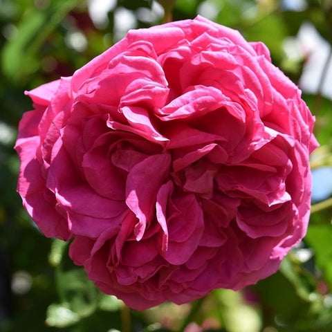 Close-up pink double rose bloom with ruffled petals and green leaves