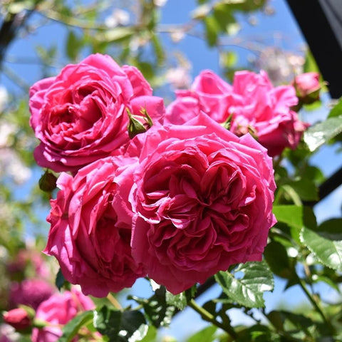 Cluster of pink double roses with buds on green stems and leaves