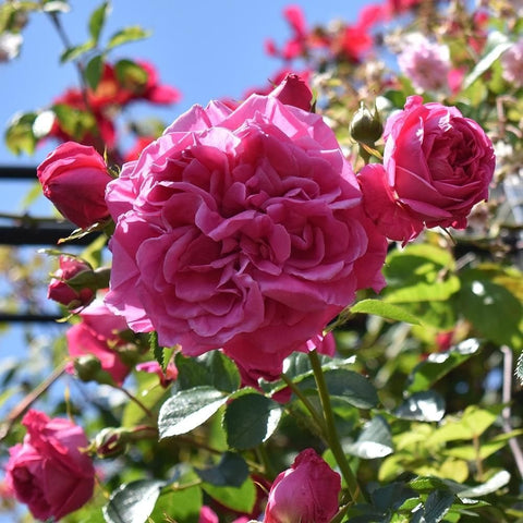 Pink double rose bloom with leafed branches and several flower buds