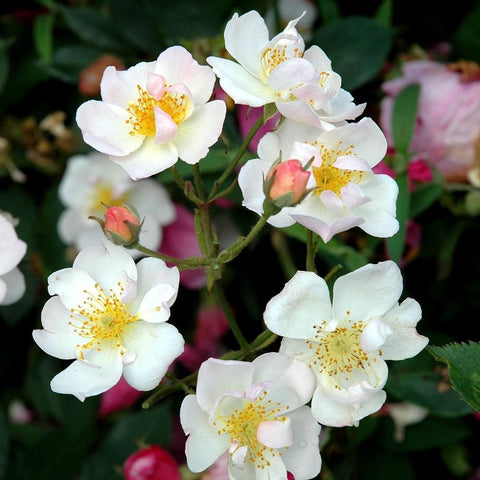White and pale pink rose blossoms with yellow centers on green stems