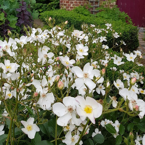 Rose plant covered in white flowers with yellow centers and green foliage
