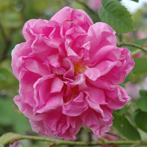 Kazanlik pink garden rose with layered petals and yellow center
