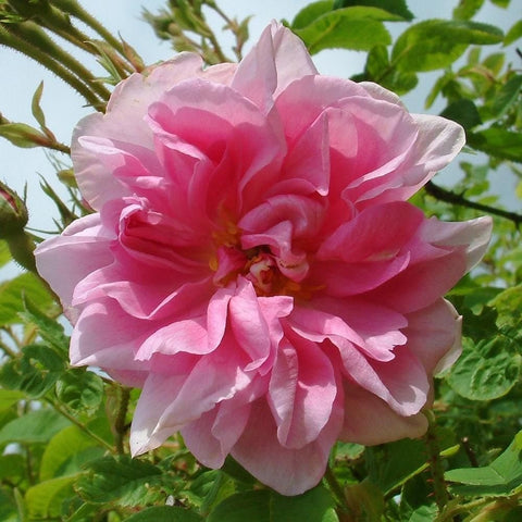 Kazanlik pale pink rose bloom with ruffled petals on green stems and leaves