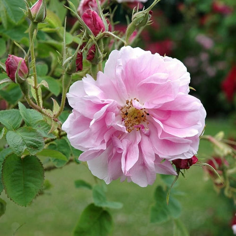 Kazanlik light pink rose flower with buds on thorny green stems