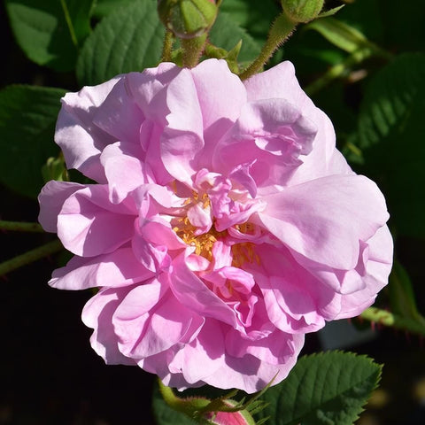 Kazanlik pink rose bloom with layered ruffles and bright yellow center