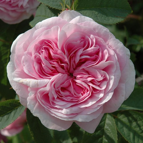 Pink rose with layered petals and green leaves, close-up bloom detail.