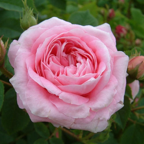 Light pink rose flower with tightly layered petals, close-up on the bloom.