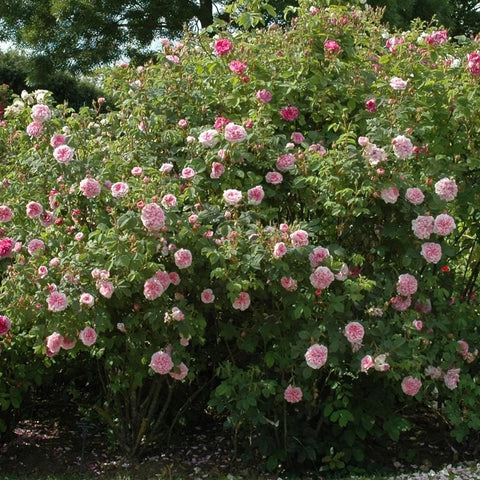 Rose bush with many pink blossoms and green foliage in a garden.