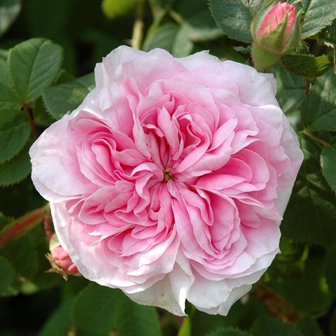 Pale pink rose bloom with ruffled petals and surrounding green leaves, close-up.