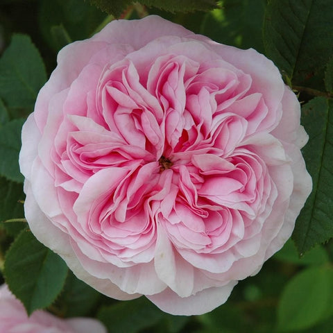 Soft pink rose with voluminous, layered petals and visible bloom center.