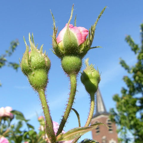 Rose flower buds on green stems with prickly growth, ready to bloom.