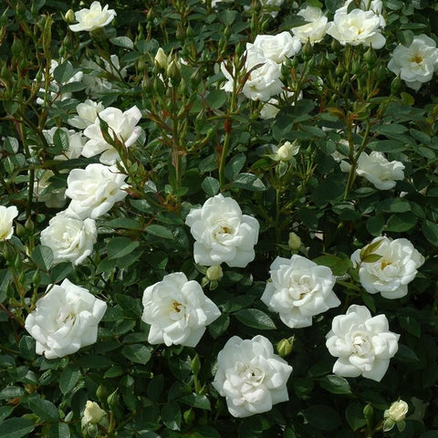 White rose bush with multiple clusters of creamy white double flowers and green leaves