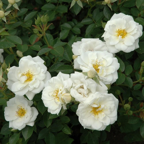 White rose bush with close-up double blooms and yellow centers, surrounded by green leaves