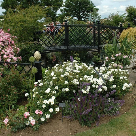 Flowering rose bushes with white blooms in a garden bed with low purple flowers and foliage