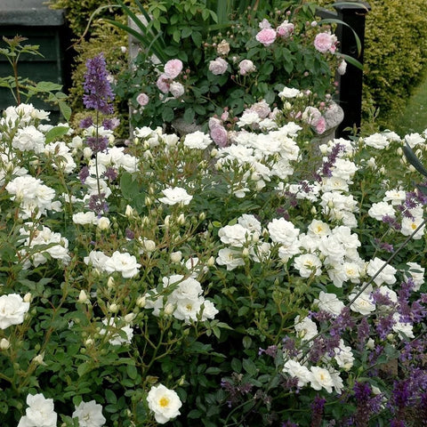 Rose garden display with white double blossoms, pink buds, and purple spires on green foliage