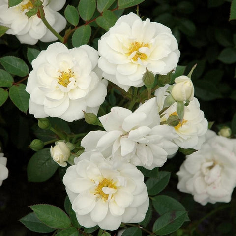 White double rose blooms with bright yellow stamens and glossy green leaves