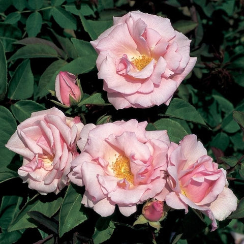 Light pink rose blooms with ruffled petals and yellow center, on green leaves