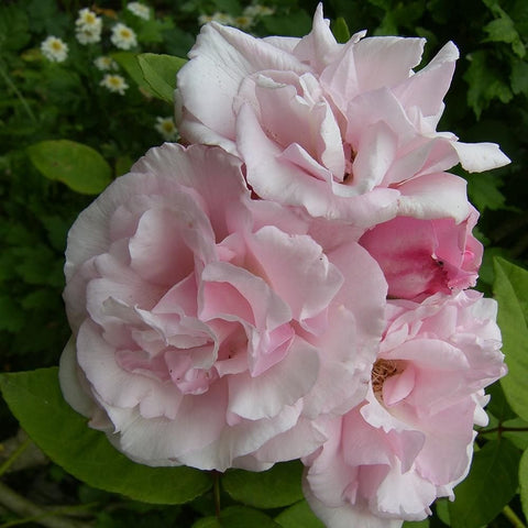 Cluster of pale pink and white double rose flowers with ruffled petals and yellow centers