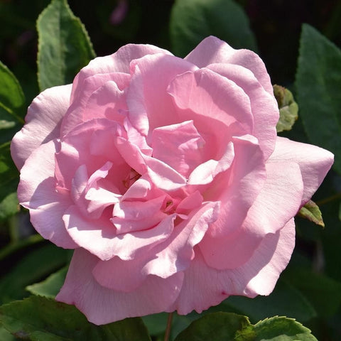 Single pale pink double rose flower with layered ruffled petals and yellow center