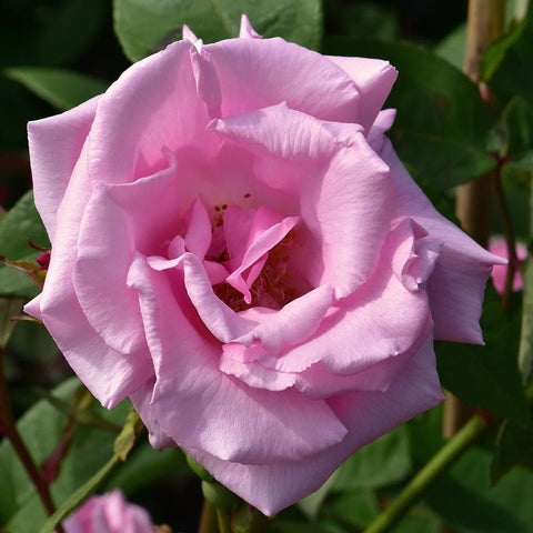 Close-up pale pink rose flower with ruffled petals and yellow center inside green leaves