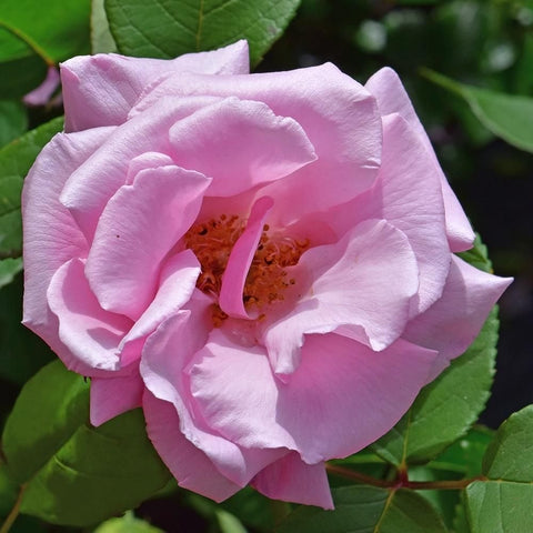 Pale pink double rose flower close-up with ruffled petals and yellow center on green leaves