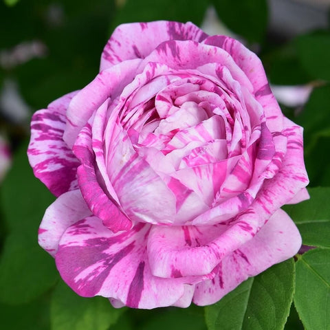 Kasteel Hex rose bloom with layered petals, pink stripes radiating from a pale center